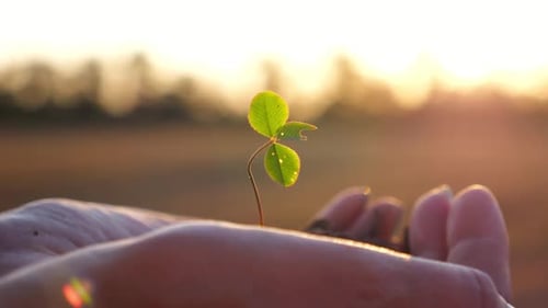 Female Hands of Farmer Holding Small Green Sprout at Meadow at Sunset Agronomist Getting Ready to