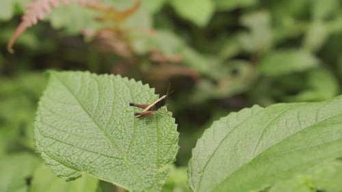 Small Yellow Grasshopper Resting on Leaf