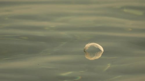 Weiße Vögel, Feder, schwimmt auf ruhiger Wasseroberfläche, niemand, abstrakt, nautisch, Meer, Meer, Sonnenuntergang, Natur