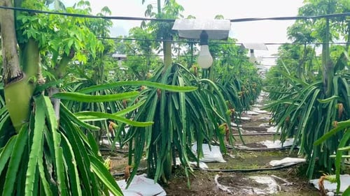 Dragon Fruit Farm Under Daylight With Rows of Cacti