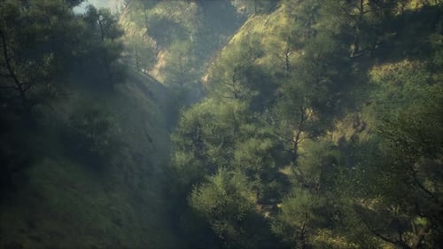 Misty Foggy Mountain Landscape with Fir Forest