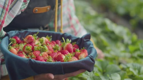 Close Up of Woman Picking Strawberries at Farm