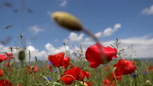 Trucking shot through flower field with red poppies and purple flowers during sunlight in spring. Cl