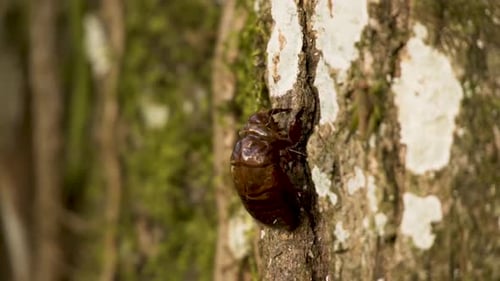 Escarabajo aferrado al tronco de un árbol con corteza áspera. De cerca