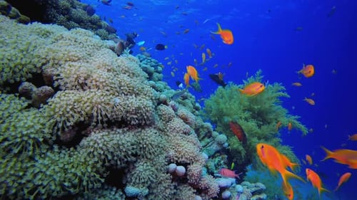 Soft Coral Broccoli And Colourful Fishes