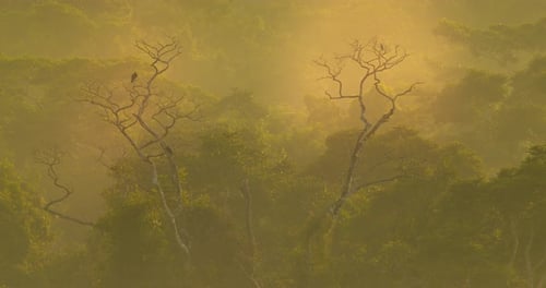 Beautiful golden morning pull back shot over the amazon rain forest with amazing hues all around