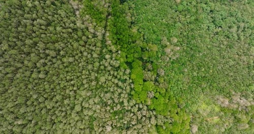 Forest with trees and green vegetation. Humid climate. High altitude ascending aerial shot Cinematic