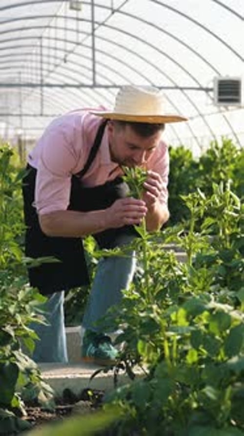 Farmer Tending Plants in a Greenhouse