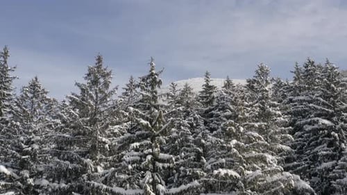 High mountain crest under snow behind a frozen tundra forest,winter.
