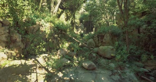 Lush Green Forest with Sunlight Filtering Through Trees in a Serene Landscape