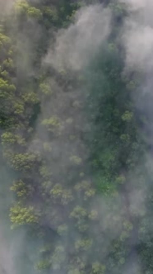 Flight From Above Over Forest in Fog at Dawn