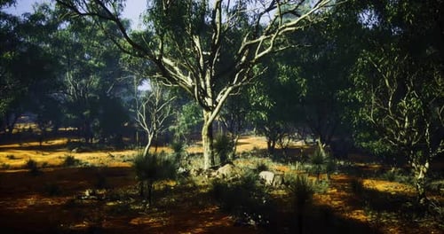Lush Forest Landscape with Diverse Trees and Rich Undergrowth in Daylight