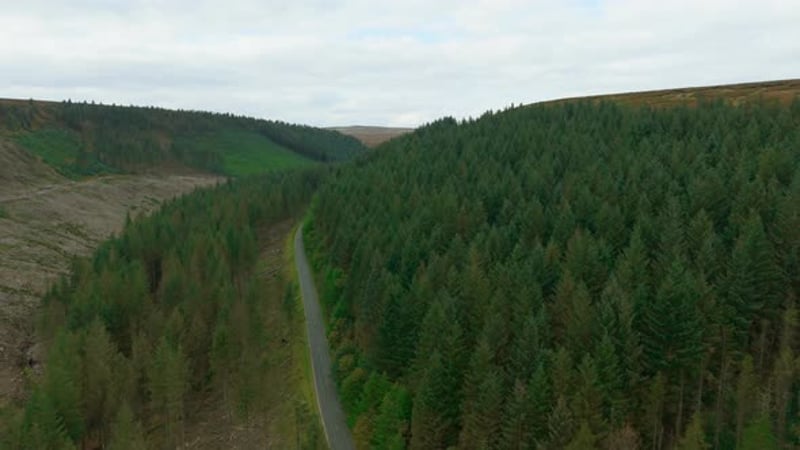 Quiet Countryside Road Stretching Straight Between Dense Hedges and ...
