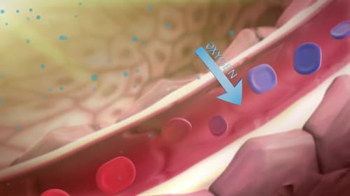 Oxygen flowing through bloodstream with red and purple blood cells