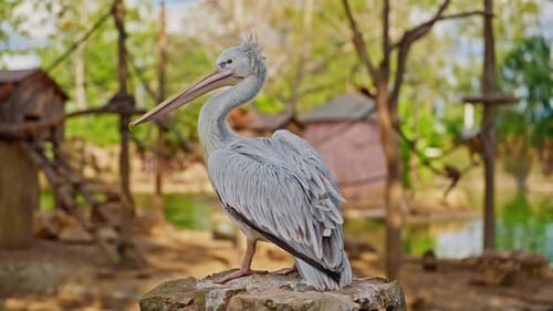 White Pelican Gather at the zooThe Beauty of Wildlife in Captivity