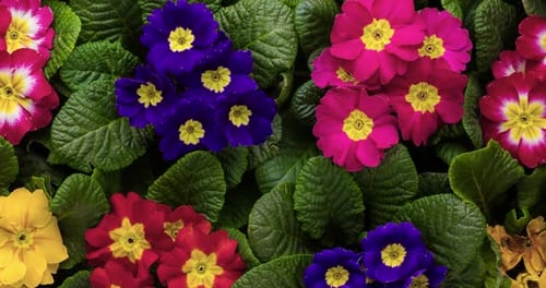 Fleurs de primevère vibrantes aux couleurs rose, bleu et jaune qui fleurissent ensemble