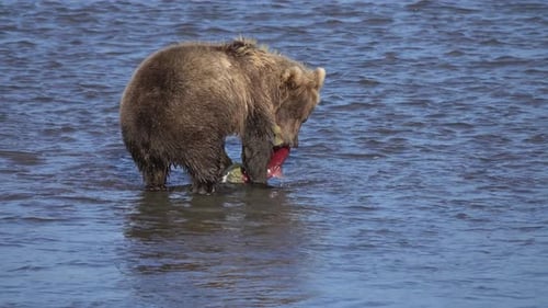 Brown Bear Catch Salmon
