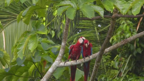 Scharlachrotes Duo, das sich mit Balzritualen und sanfter Zuneigung auf einem Regenwaldzweig in Peru verbindet.