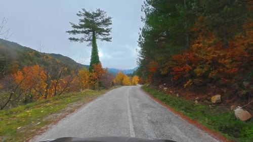 Autumn Forest Drive