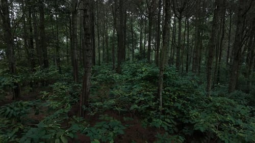 Fliege durch einen mysteriösen dunklen Wald