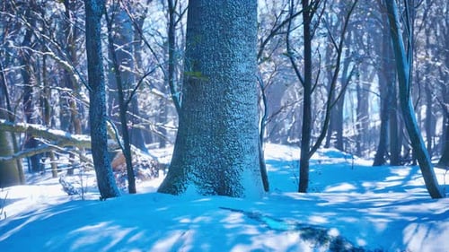 Winter Landscape in a Pine Forest the Sun Shines Through the Trees