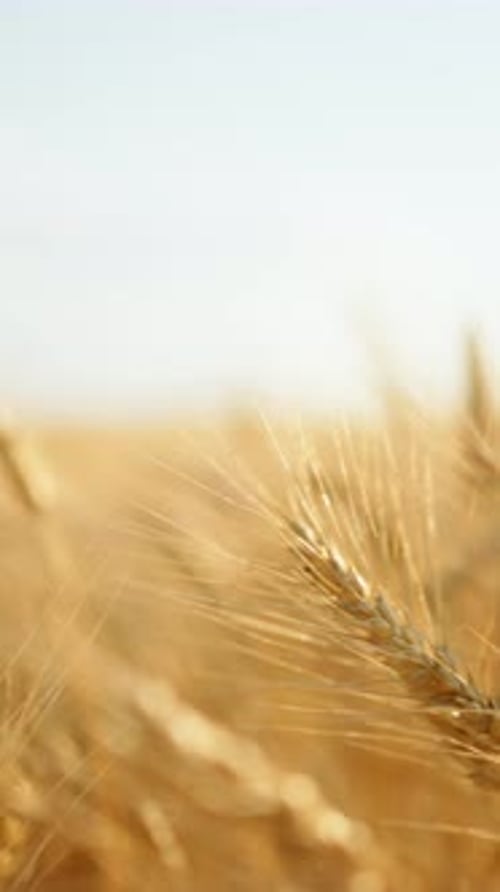 Tiges de blé dorées se balançant dans un champ lumineux sous un soleil chaud avec un ciel doux en toile de fond