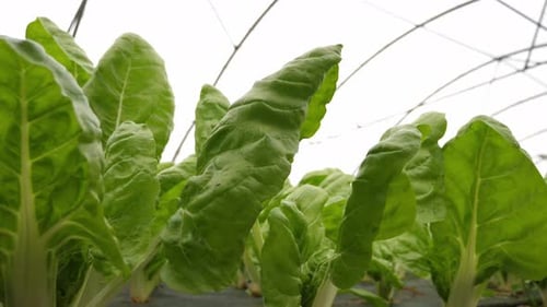 Plan rapproché à basse altitude de légumes-feuilles en serre sur une ferme maraîchère