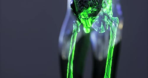 Detailed Visualization of Human Skeletal Anatomy Highlighting the Knee Joint