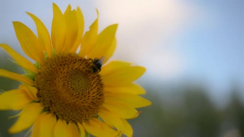 Close up shot of a bumblebee that pollinate a sunflower on a warm sunny day