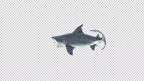 3D Animated Great White Shark Swimming on Alpha Channel