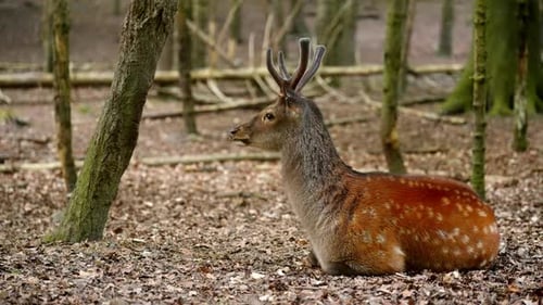 Young Deer Resting Peacefully in Woodland Setting