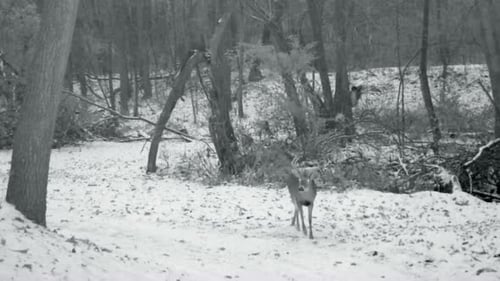 Whitetail deer buck with antlers walking on a snow covered game trail in the woods; stopping to snif