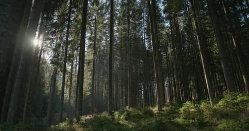 Slow Pan to the Right with a Bright Sun Shining Through the Trees in a Dense Forest with Plantation