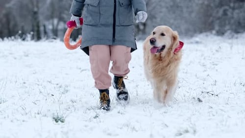 Owner Girl Walking With Her Golden Retriever Dog On A Snow Field