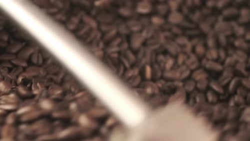 Roasted Coffee Beans Close-up Rotating in Roaster Machine