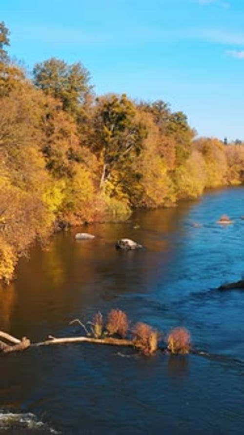 Forest and river wild landscape. Aerial view of forest with river during winter. Autumn concept.