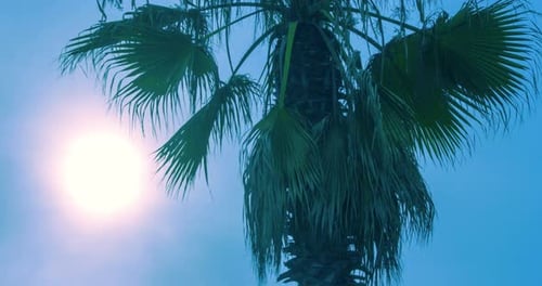 Tropical palm tree silhouette in a beautiful sunset time lapse on vacation