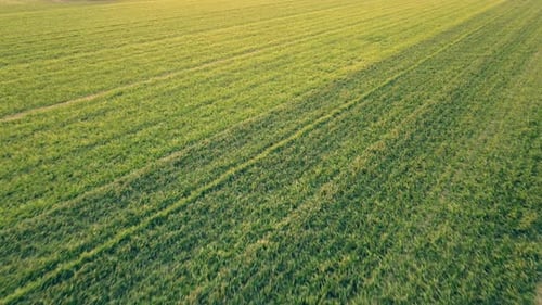 Wheat Field