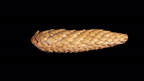 Pinecone Close-Up with Detailed Scales