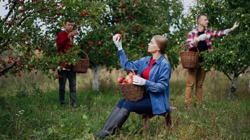 Blonde Caucasian lady sitting on a stool in the garden holding a full basket of red apples.