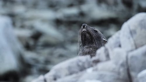 Seal Resting near Rocks During Light Rain