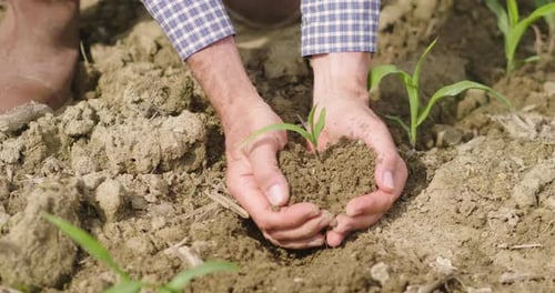 Hands Planting Sprout in the Dirt on Farm