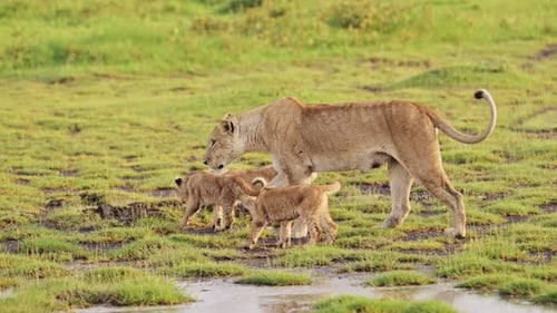 Funny Animals Shot of Lions and Cubs in Tanzania in Serengeti National Park in Africa, Pride of Lion