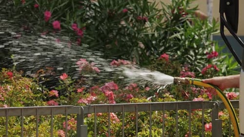 Watering the Beautiful Flowers with a Garden Hose in a Vibrant and Blooming Landscape