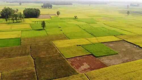 Aerial view of agricultural fields, Bangladesh.