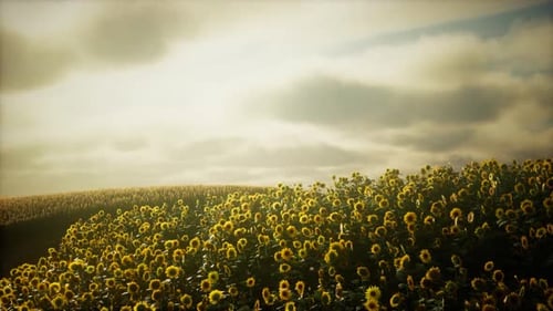 Sunflower Field and Cloudy Sky