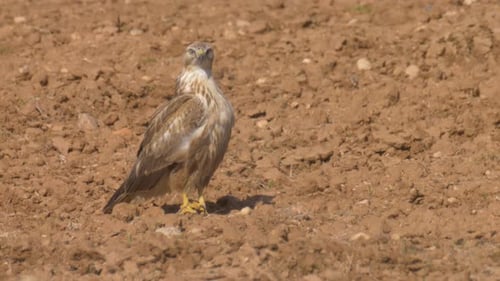 Long legged buzzard, Adult on field, close up, Judea Plains, Israel