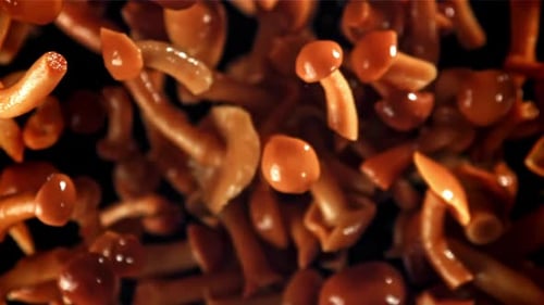 Close Up of Edible Honey Mushrooms on Black