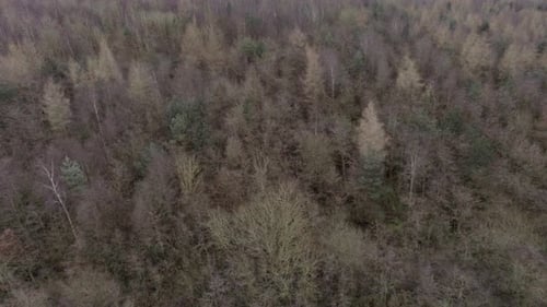 Luftbild über dichte, dichte Waldbäume in saisonalen Farben. Abstieg zum Baldachin.