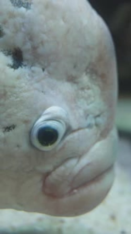 Vidéo verticale. Le gourami géant Osphronemus goramy
, un vilain poisson en gros plan